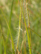 Image de Danthonia unispicata (Thurb.) Munro ex Macoun