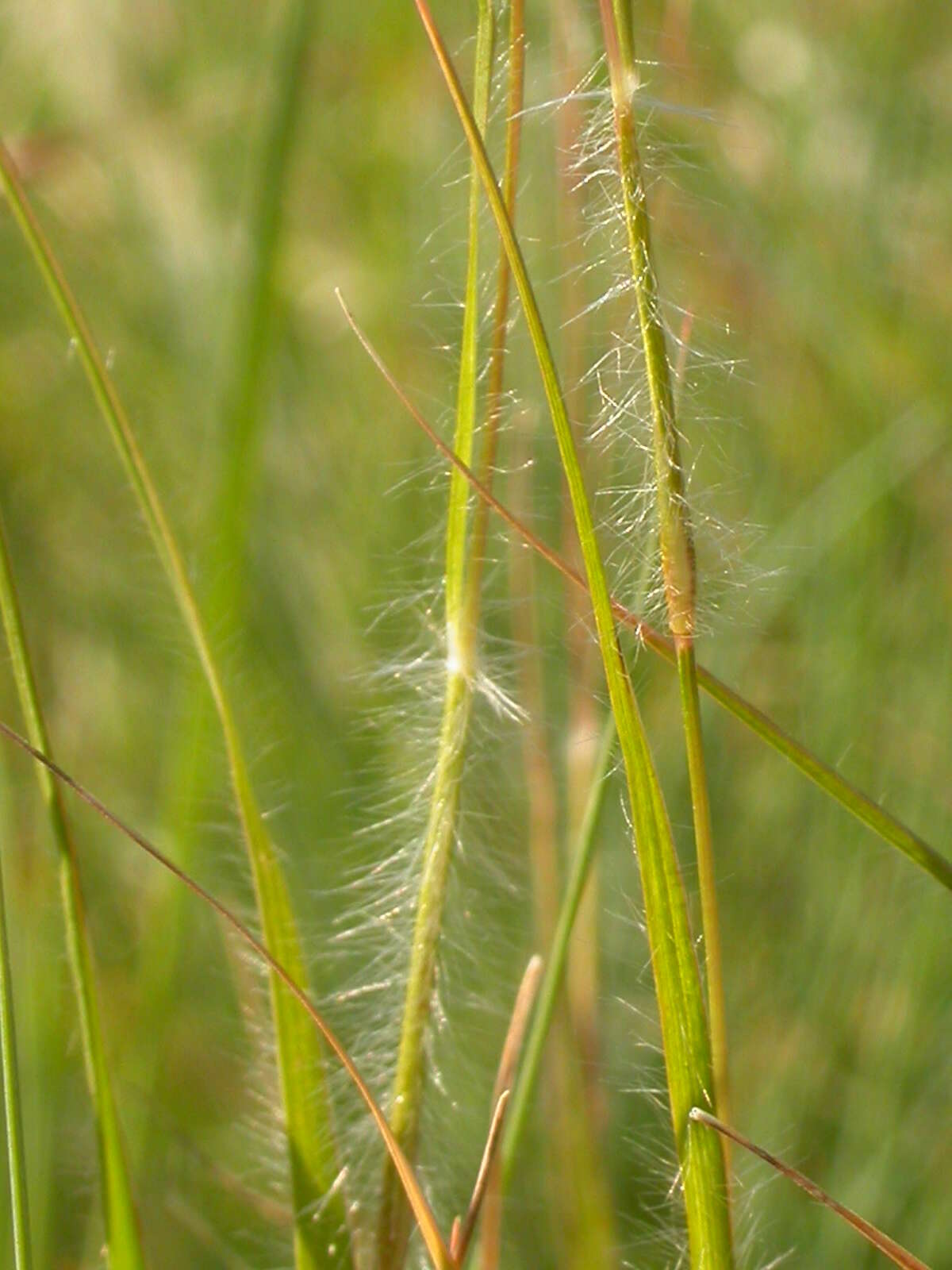 Image de Danthonia unispicata (Thurb.) Munro ex Macoun