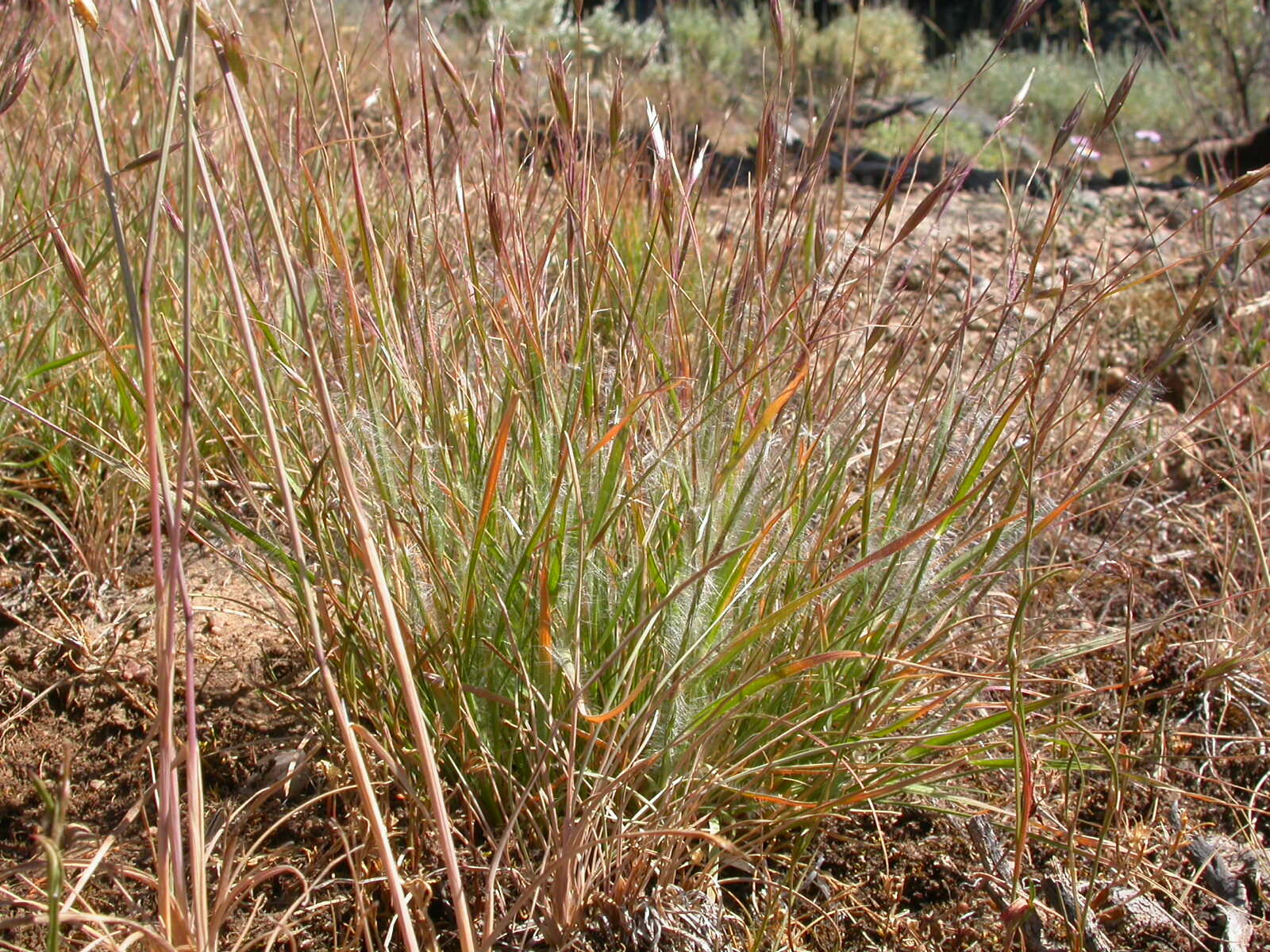 Image de Danthonia unispicata (Thurb.) Munro ex Macoun