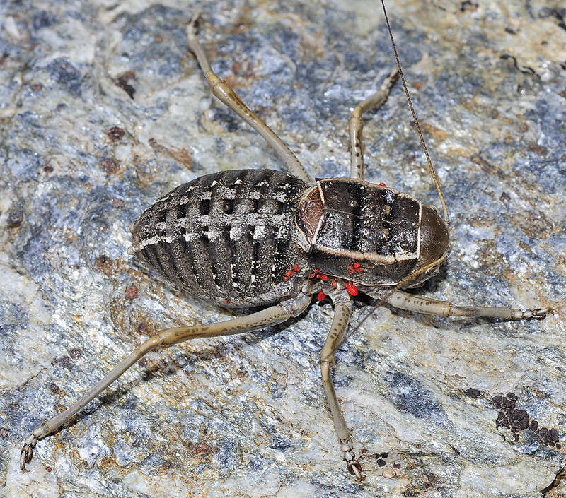 Sivun Pycnogaster (Bradygaster) inermis (Rambur 1838) kuva