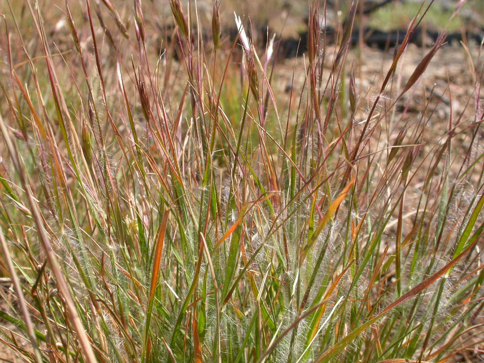 Image de Danthonia unispicata (Thurb.) Munro ex Macoun