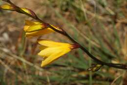 Image of Tritonia gladiolaris (Lam.) Goldblatt & J. C. Manning