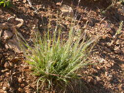 Image de Danthonia unispicata (Thurb.) Munro ex Macoun