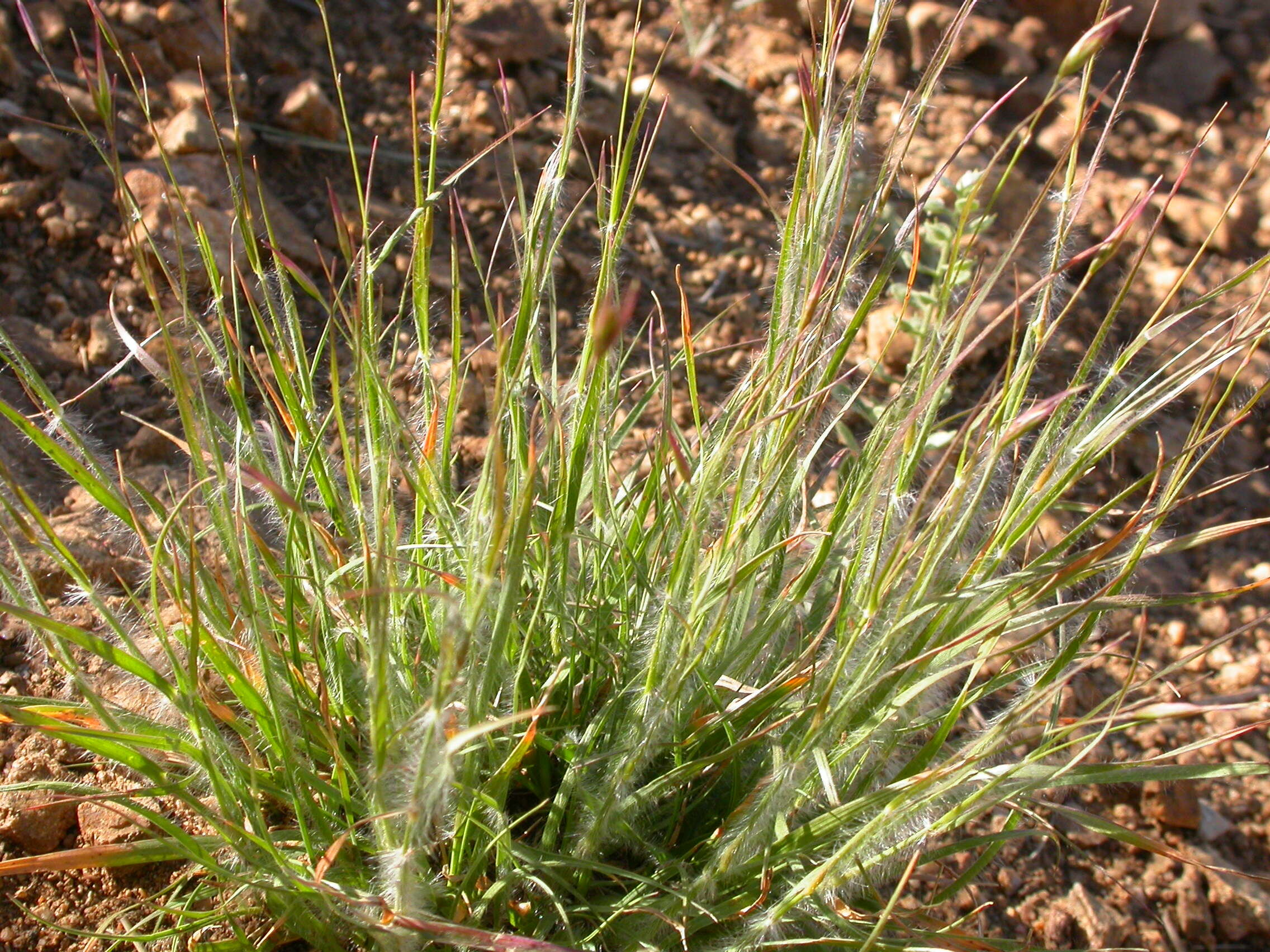 Image de Danthonia unispicata (Thurb.) Munro ex Macoun