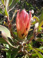 Image de Protea burchellii Stapf