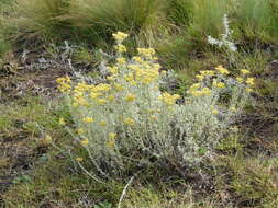 Image of Helichrysum callicomum Harv.