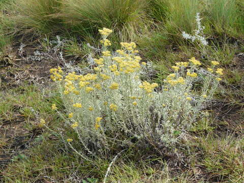 Image of Helichrysum callicomum Harv.