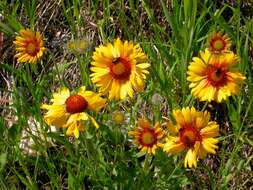 Image of Common perennial gaillardia