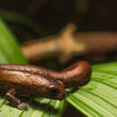 Imagem de Bolitoglossa savagei Brame & Wake 1963