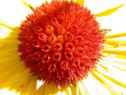 Image of Common perennial gaillardia