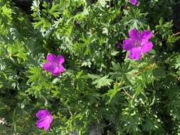 Image of bloody geranium