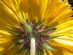 Image of Common perennial gaillardia