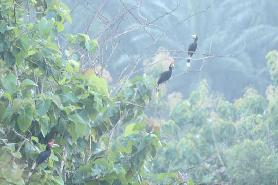 Image of Rhinoceros Hornbill