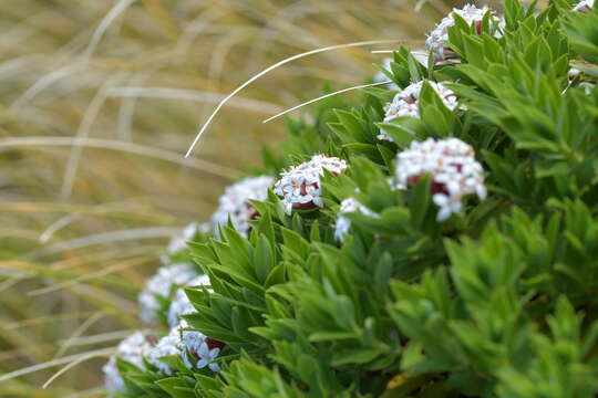 Image of Pimelea gnidia (J. R. & G. Forst.) Willd.