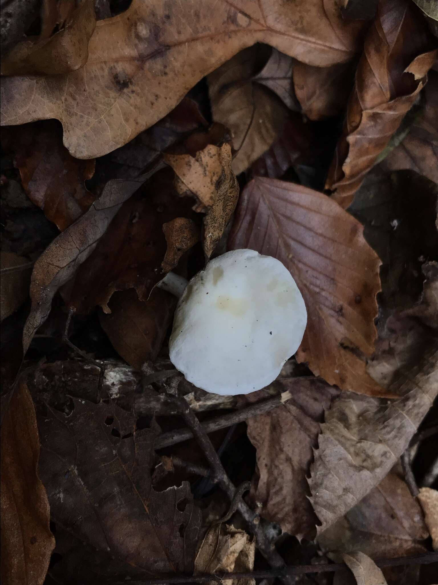 Слика од Hygrophorus discoxanthus (Fr.) Rea 1908