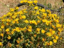 Image of Curly-cup gumweed