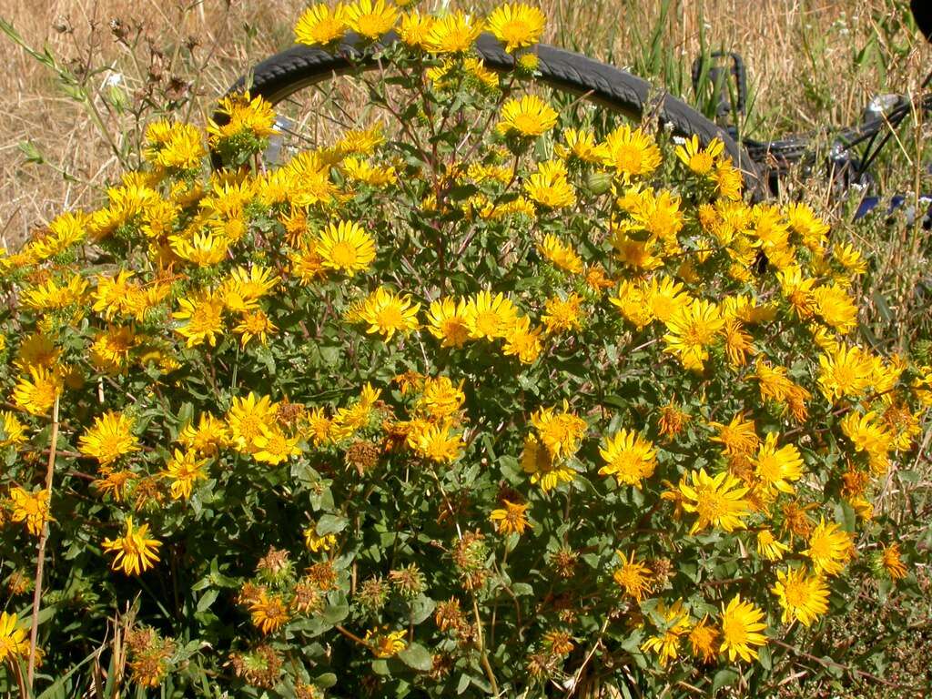 Image of Curly-cup gumweed