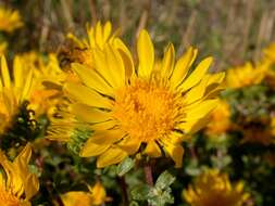 Image of Curly-cup gumweed