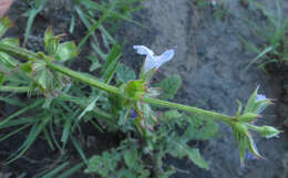 Image of Salvia runcinata L. fil.