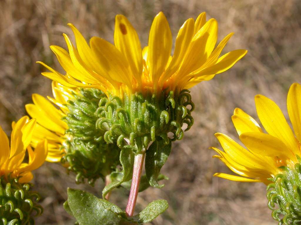 Image of Curly-cup gumweed