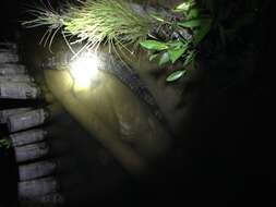 Image of Belize Crocodile