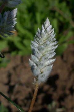 Image of Gomphrena conica (R. Br.) Spreng.