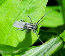 Слика од Phytoecia nigricornis (Fabricius 1782)