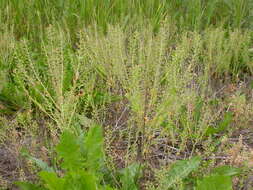 Image of field pepperweed