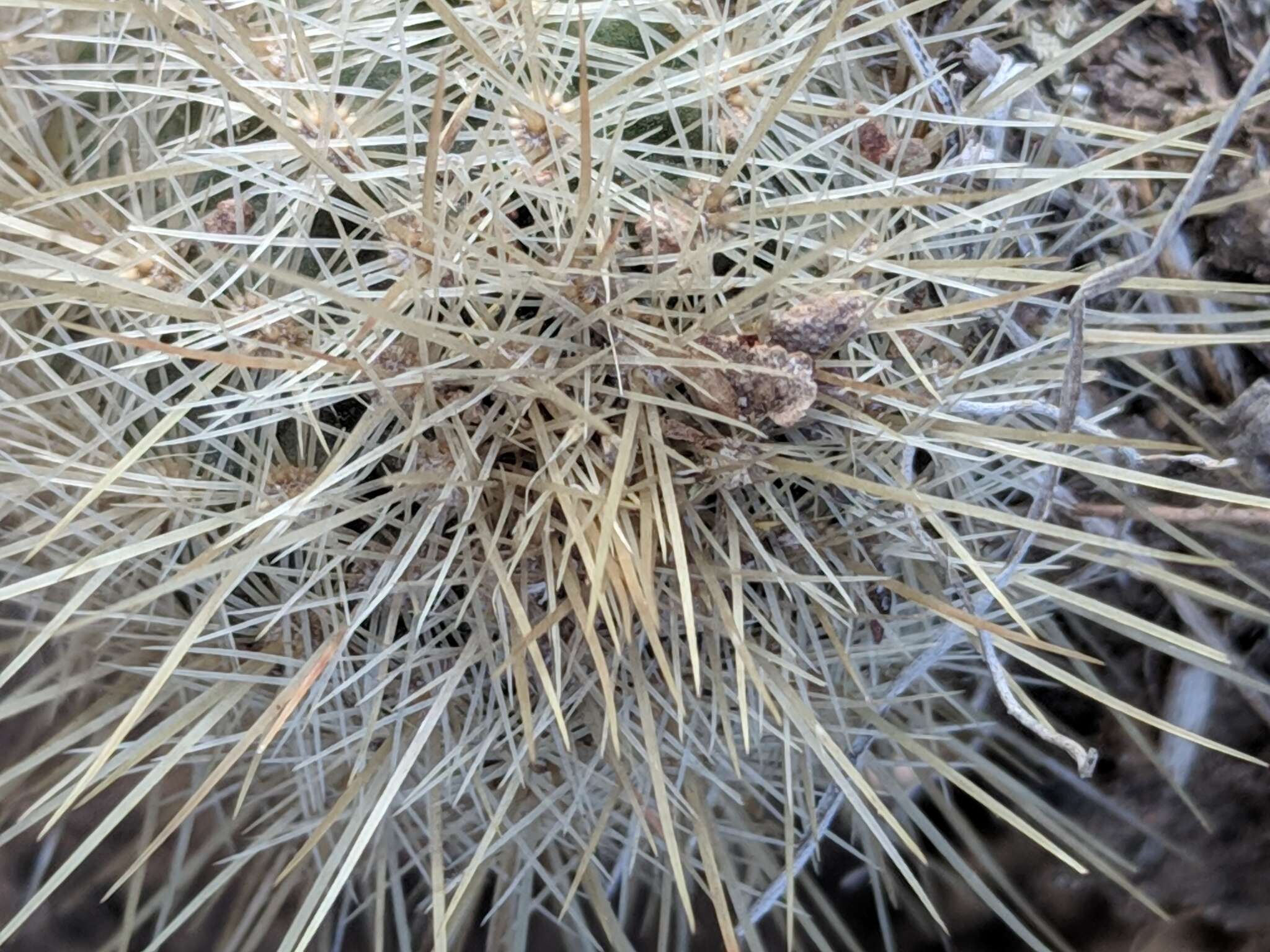 Image of Echinocereus russanthus subsp. weedinii Leuck ex W. Blum & Mich. Lange