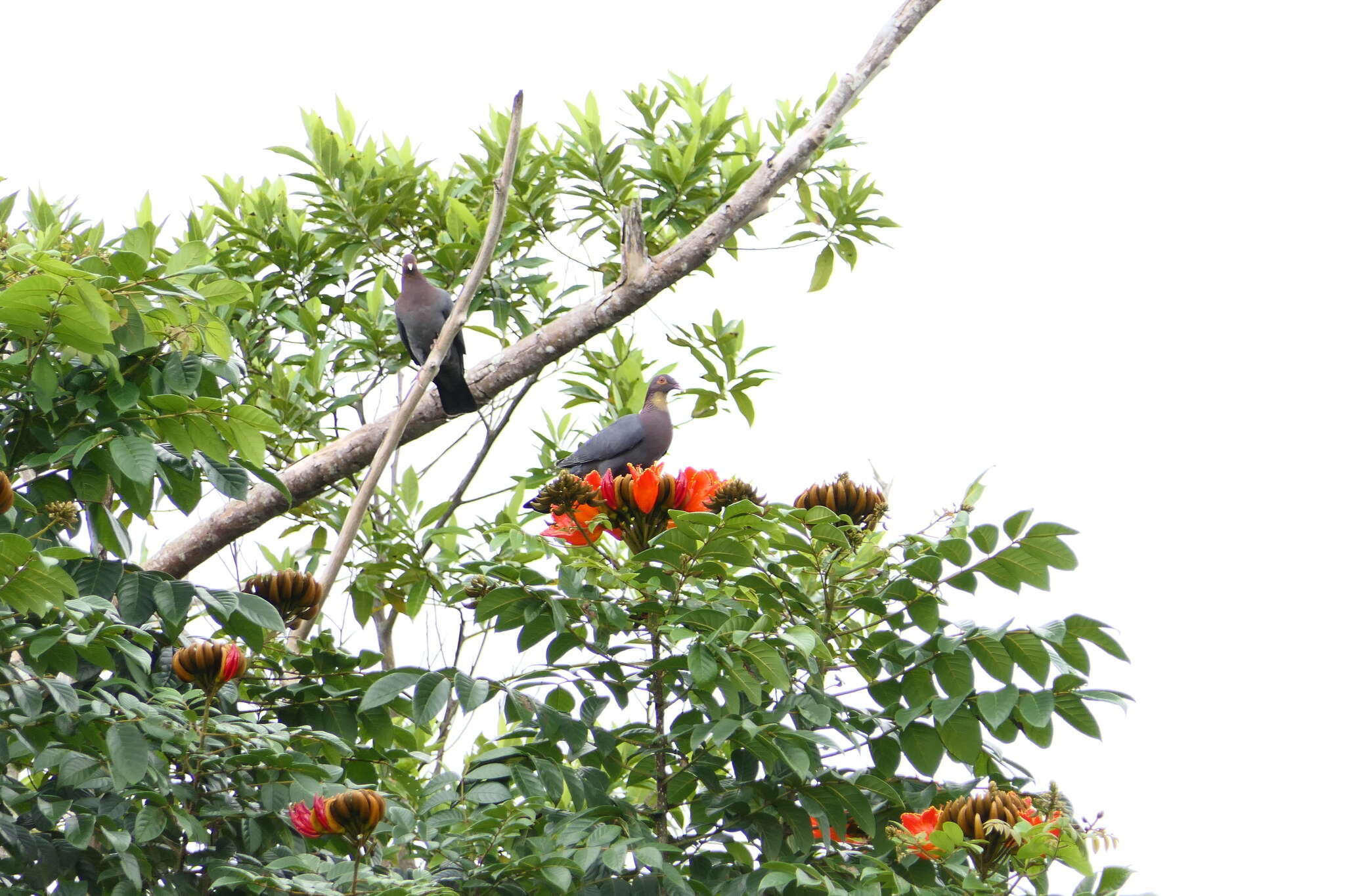 Image of Scaly-naped Pigeon