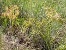 Image of bigseed biscuitroot