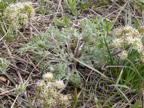 Imagem de Lomatium macrocarpum (Hook. & Arn.) Coult. & Rose