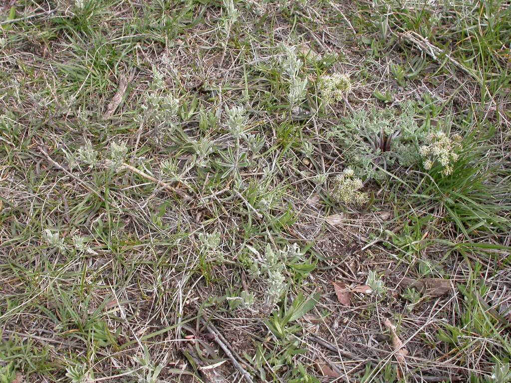 Imagem de Lomatium macrocarpum (Hook. & Arn.) Coult. & Rose