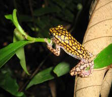 Image of Dotted Reed Frog