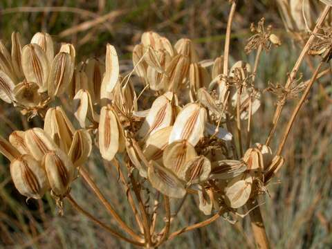 Imagem de Lomatium macrocarpum (Hook. & Arn.) Coult. & Rose