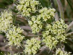 Image of bigseed biscuitroot