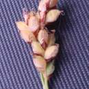 Image de Carex concinna R. Br.