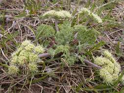 Imagem de Lomatium macrocarpum (Hook. & Arn.) Coult. & Rose