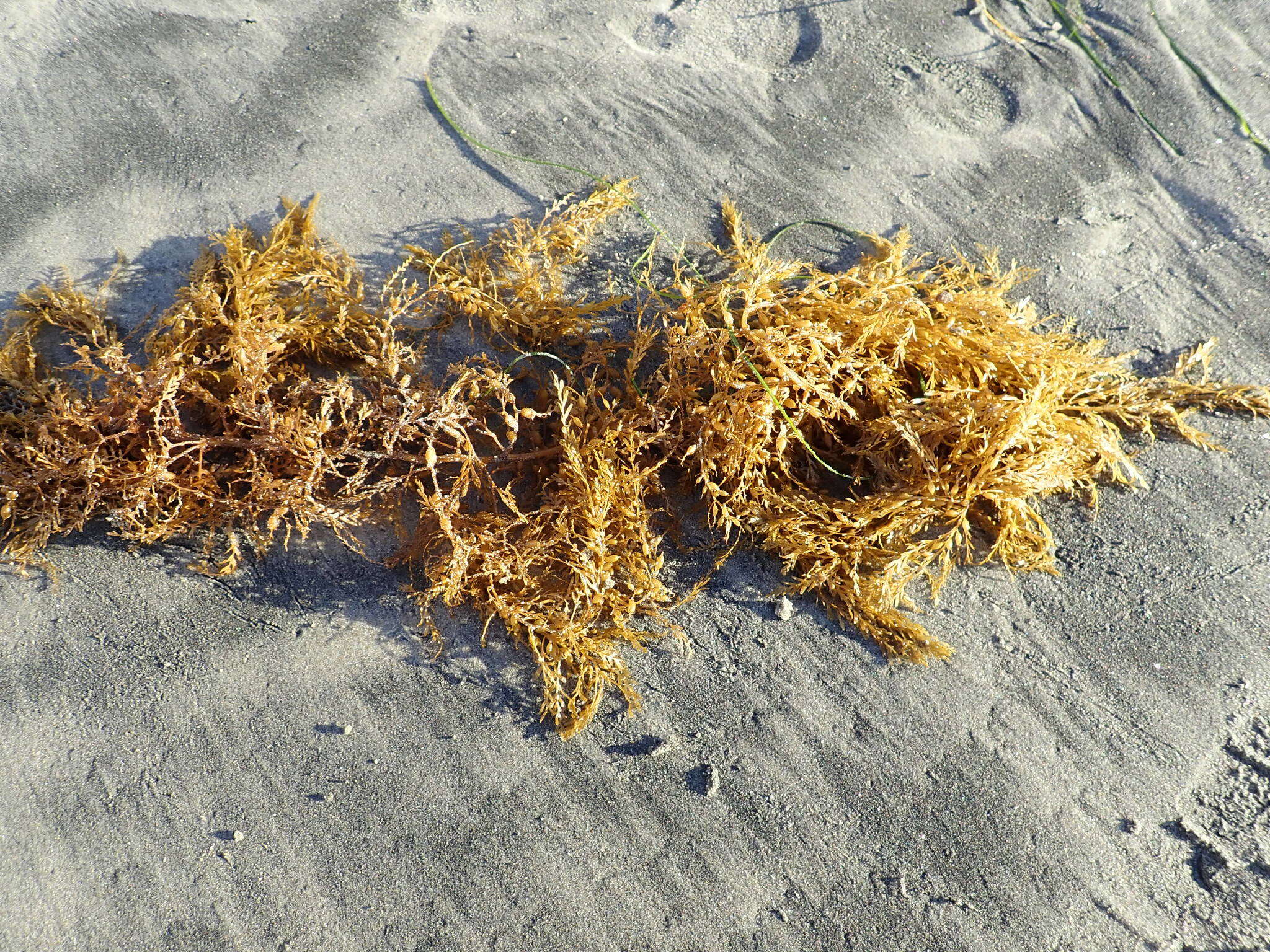 Слика од Sargassum horneri