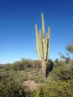 Image of saguaro