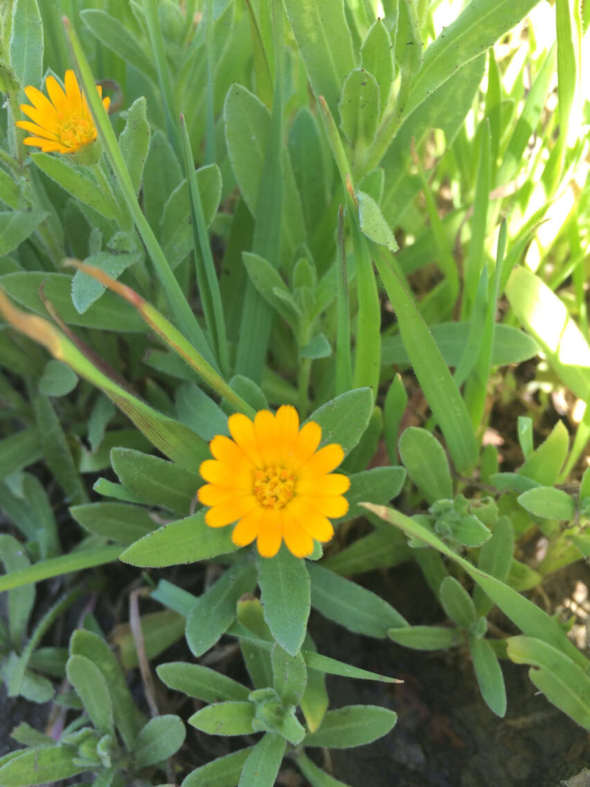 Image of field marigold