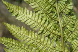 Imagem de Dryopteris oreades Fomin