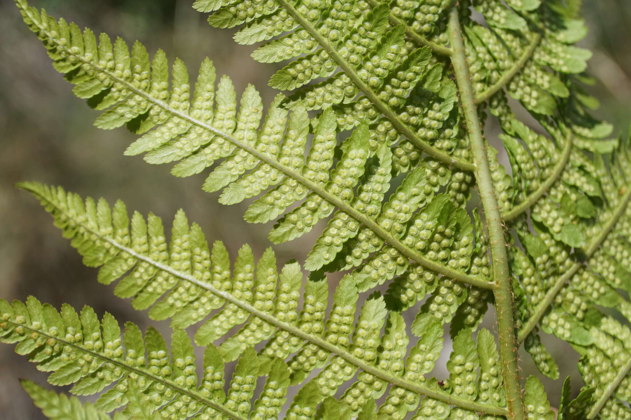 Image de Dryopteris oreades Fomin