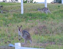 Image of wallaby