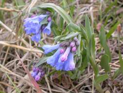 Image of oblongleaf bluebells