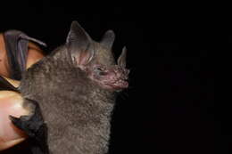Image of gray short-tailed bat