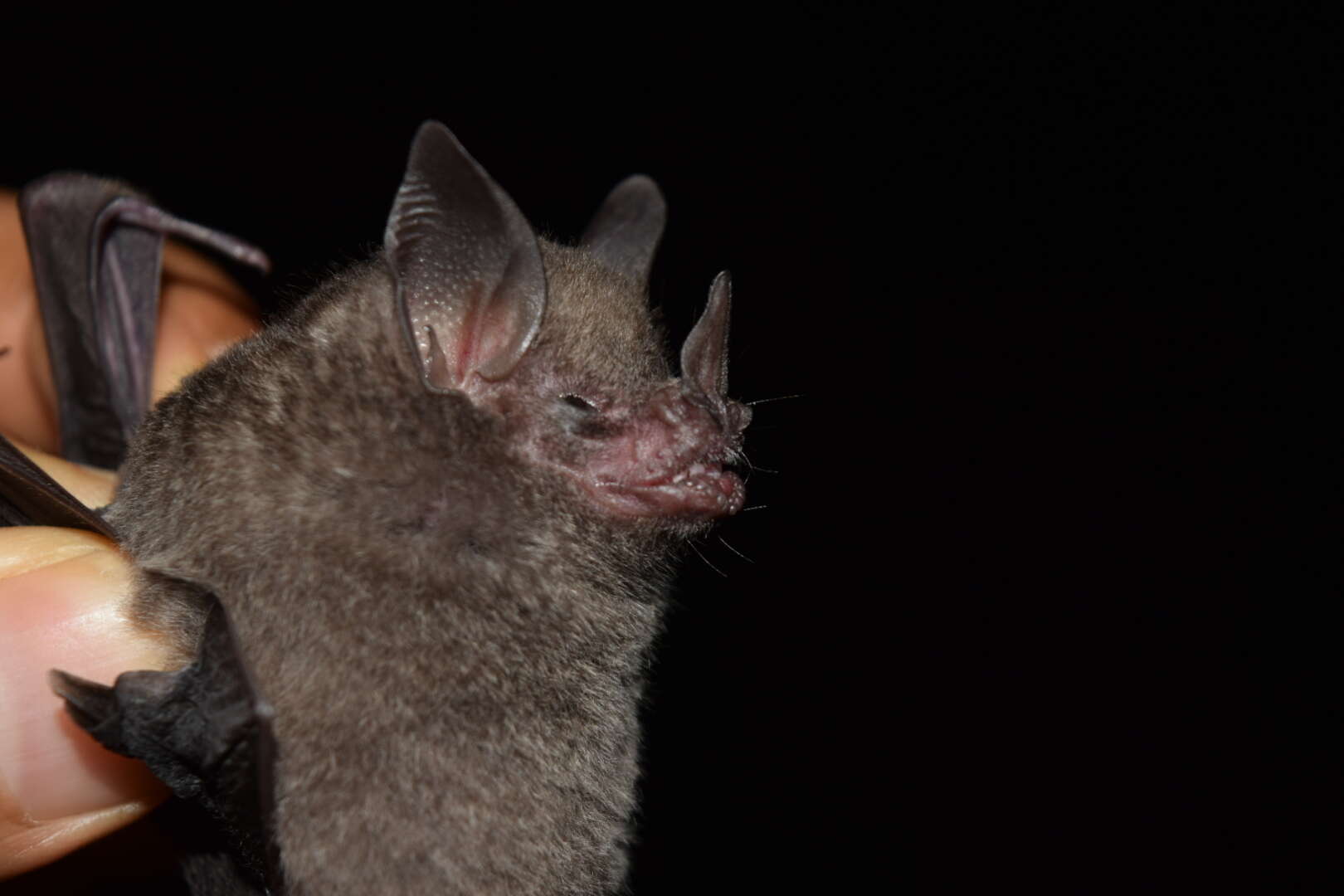 Image of gray short-tailed bat