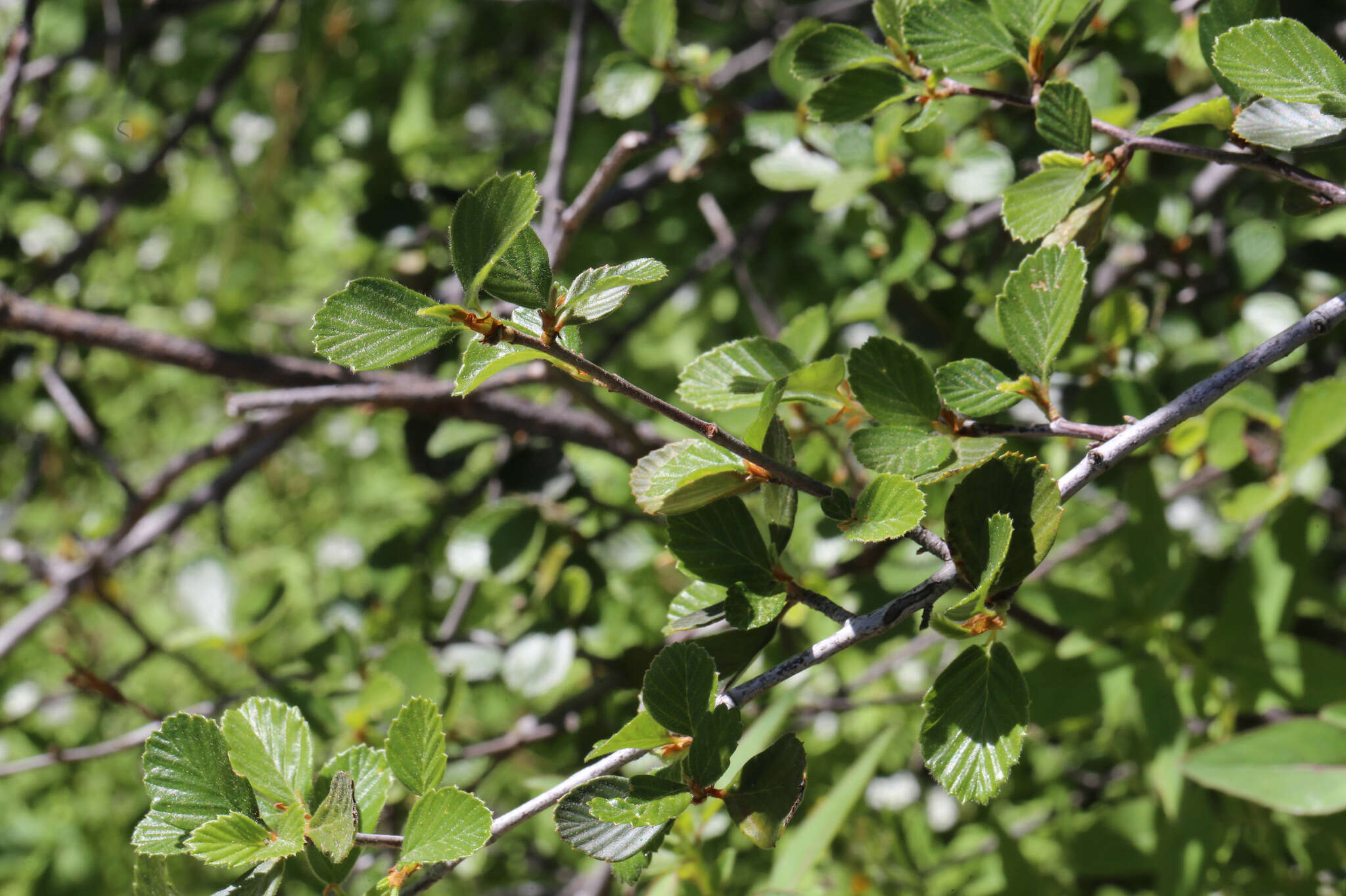 Image of Birch-leaf Mountain-mahogany