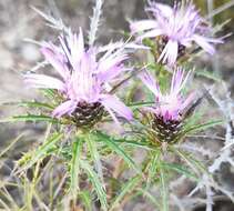 Image of Atractylis humilis L.