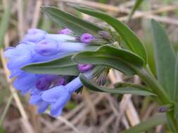 Mertensia oblongifolia (Nutt.) G. Don resmi